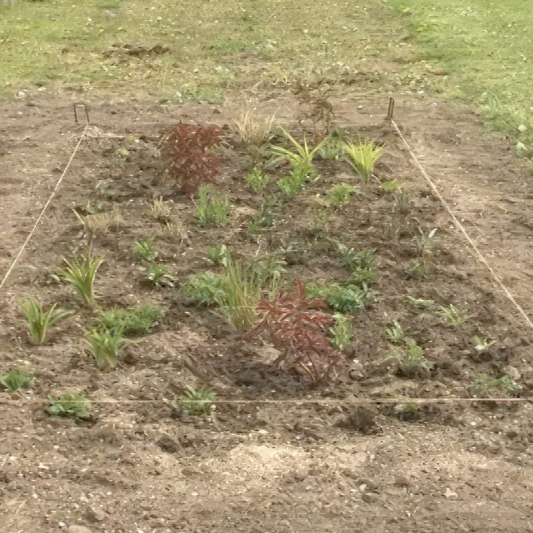 Vanding af staudebed