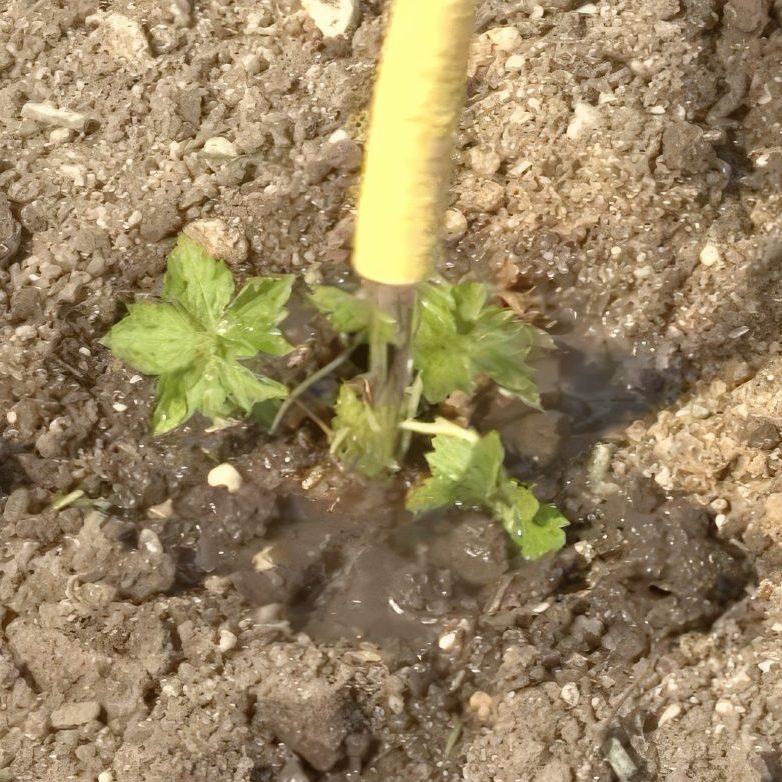 Vanding af staudebed