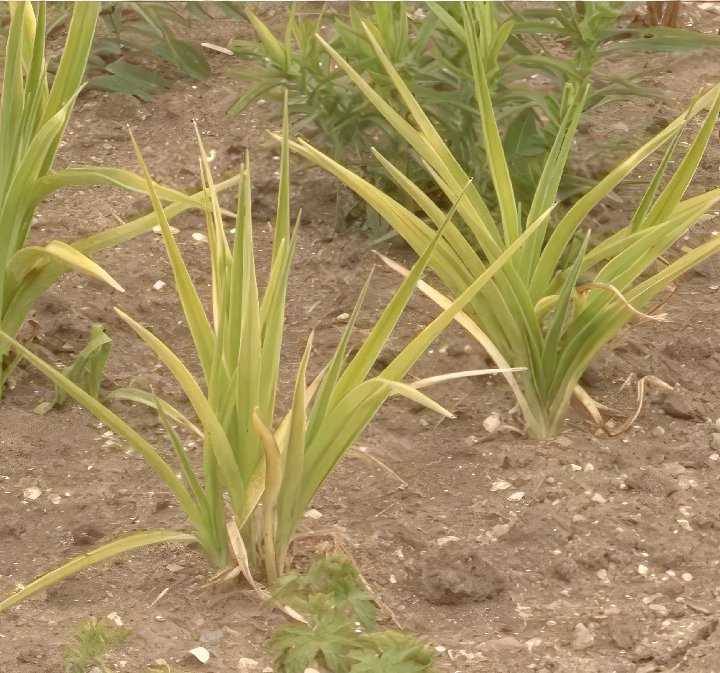 Perennapenkin kastelu