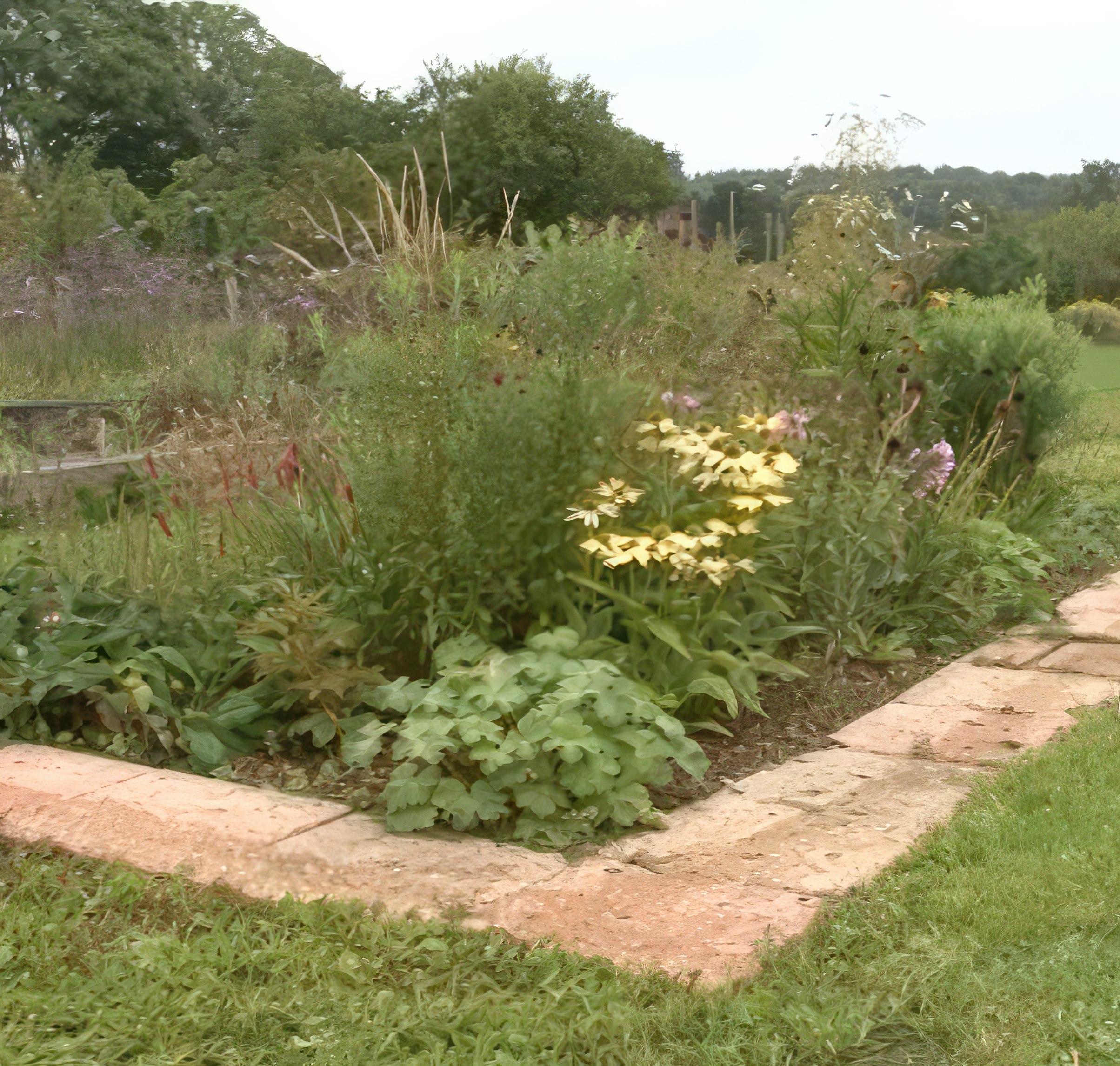 Perennapenkin kastelu