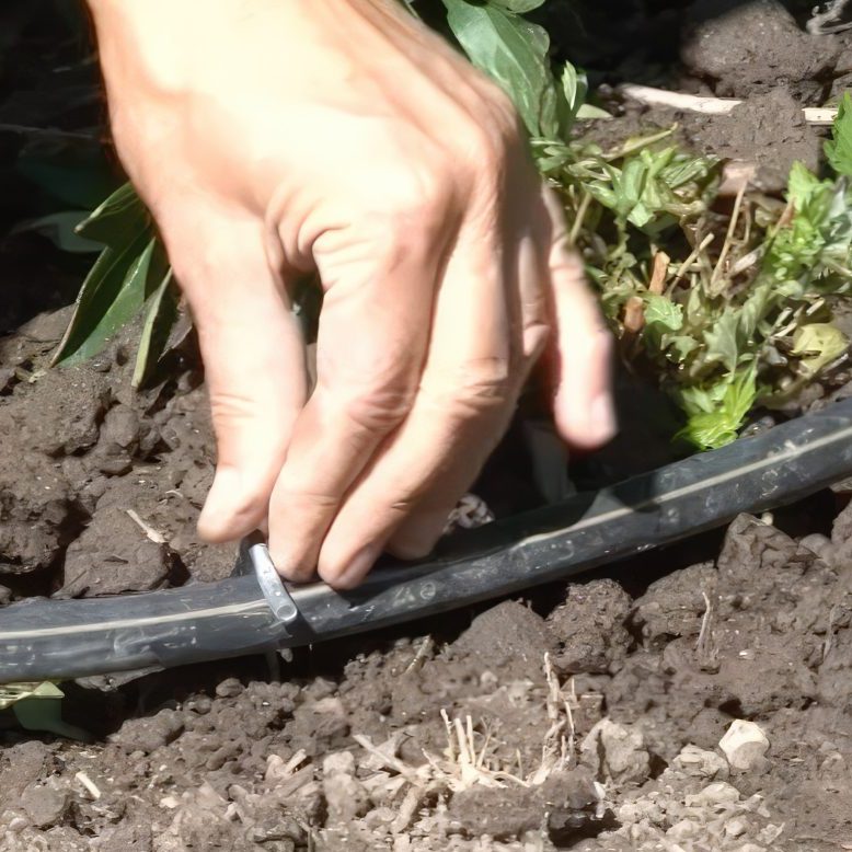 Vanding af staudebed