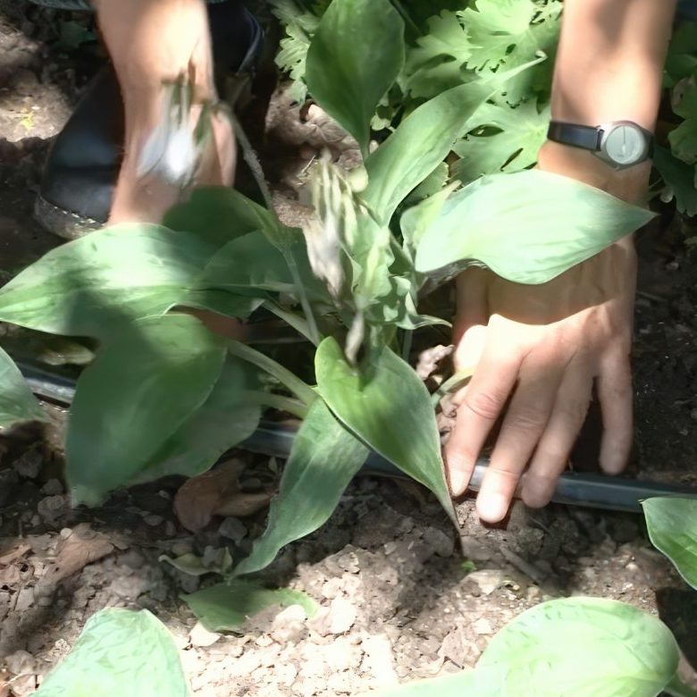 Vanding af staudebed