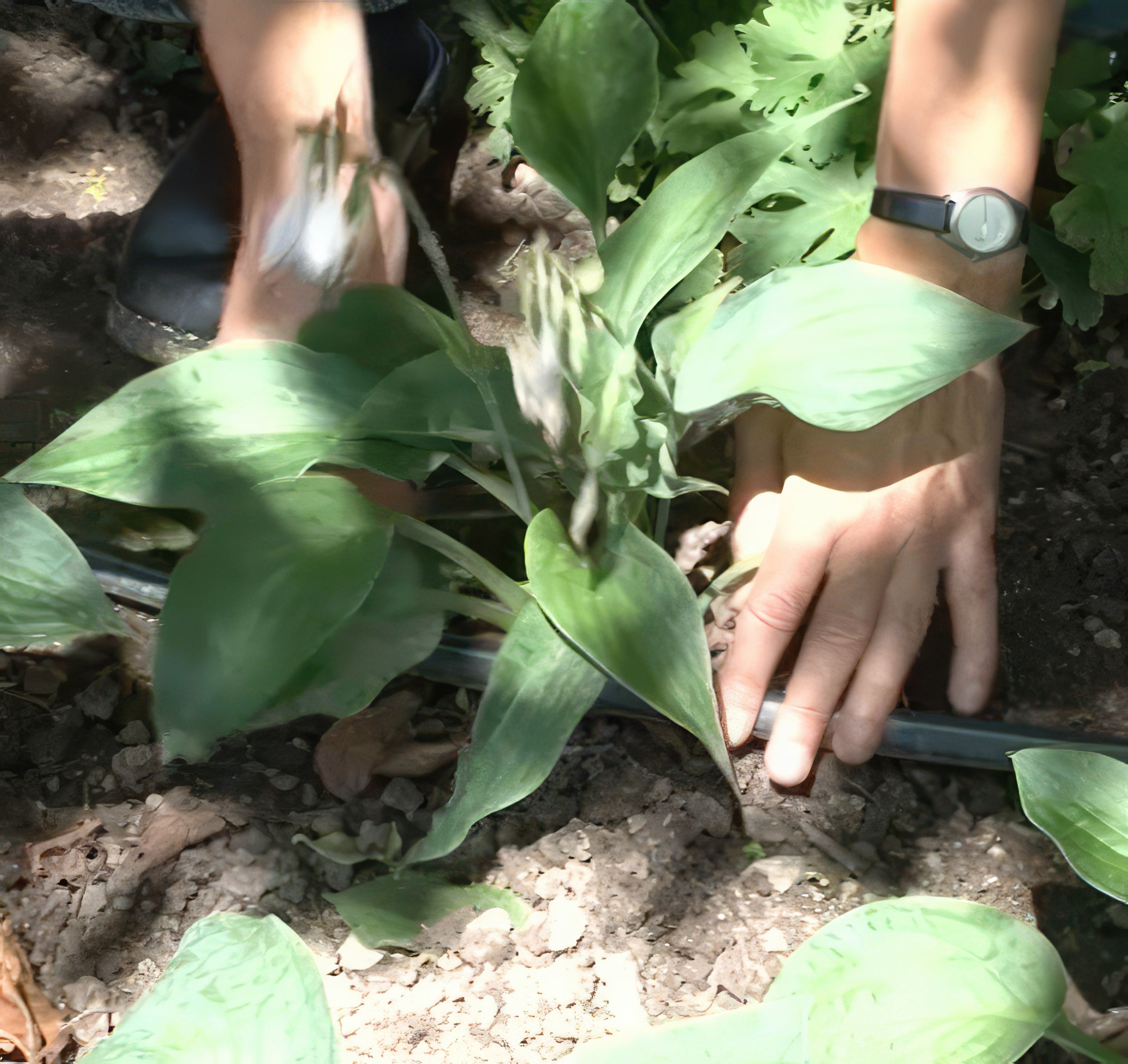 Perennapenkin kastelu