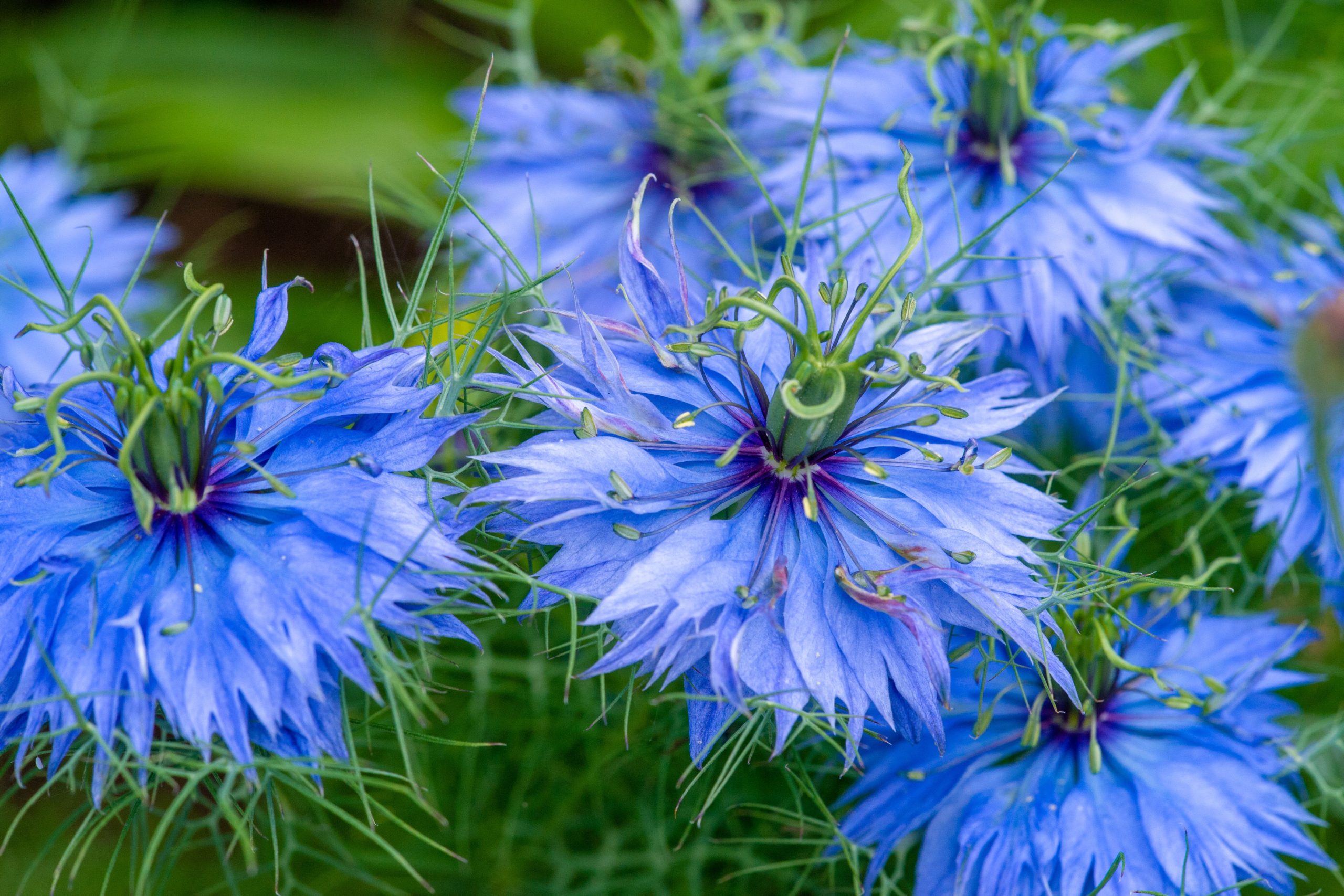 stauder frø jomfru i det grønne