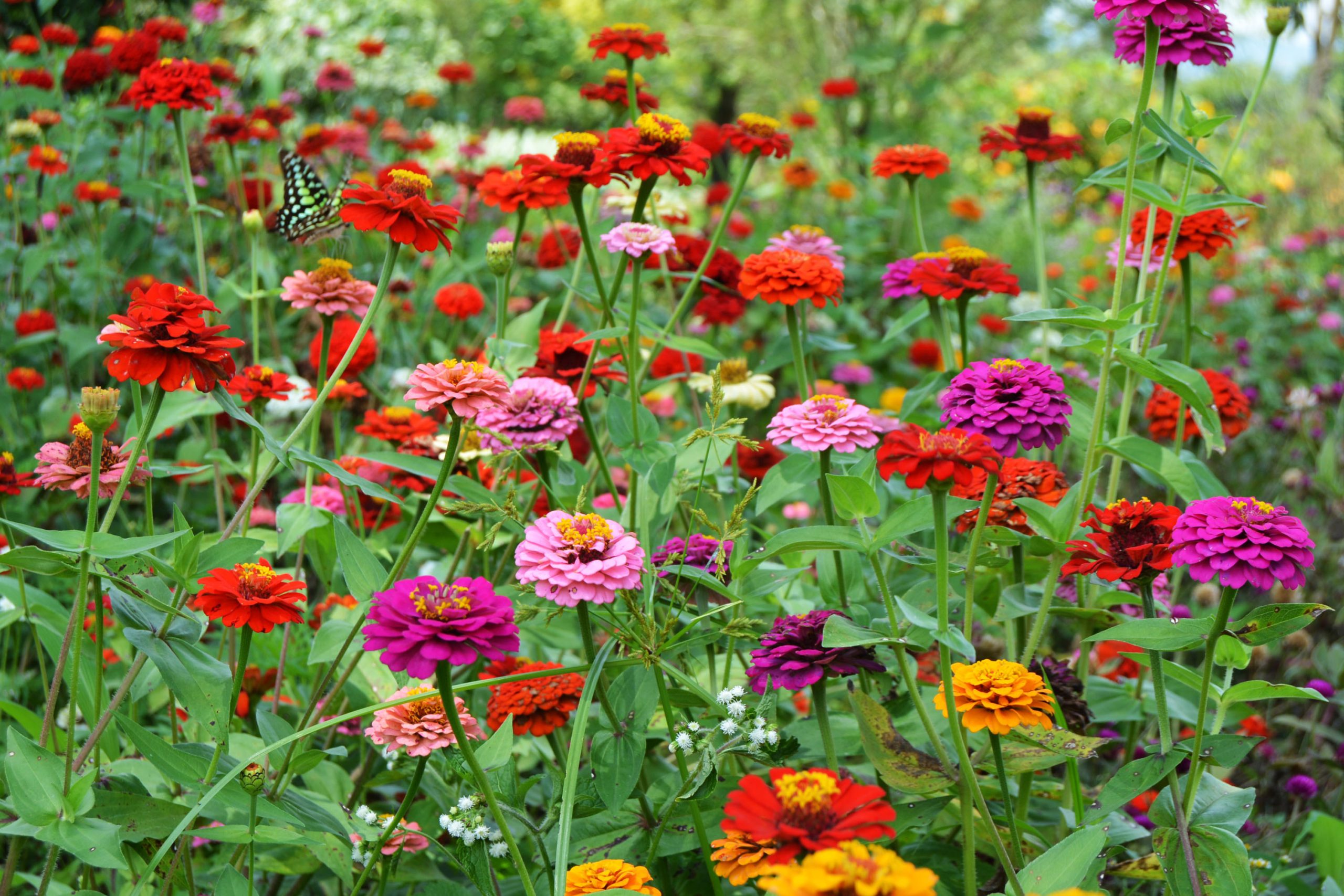 stauder frø frøkenhatt