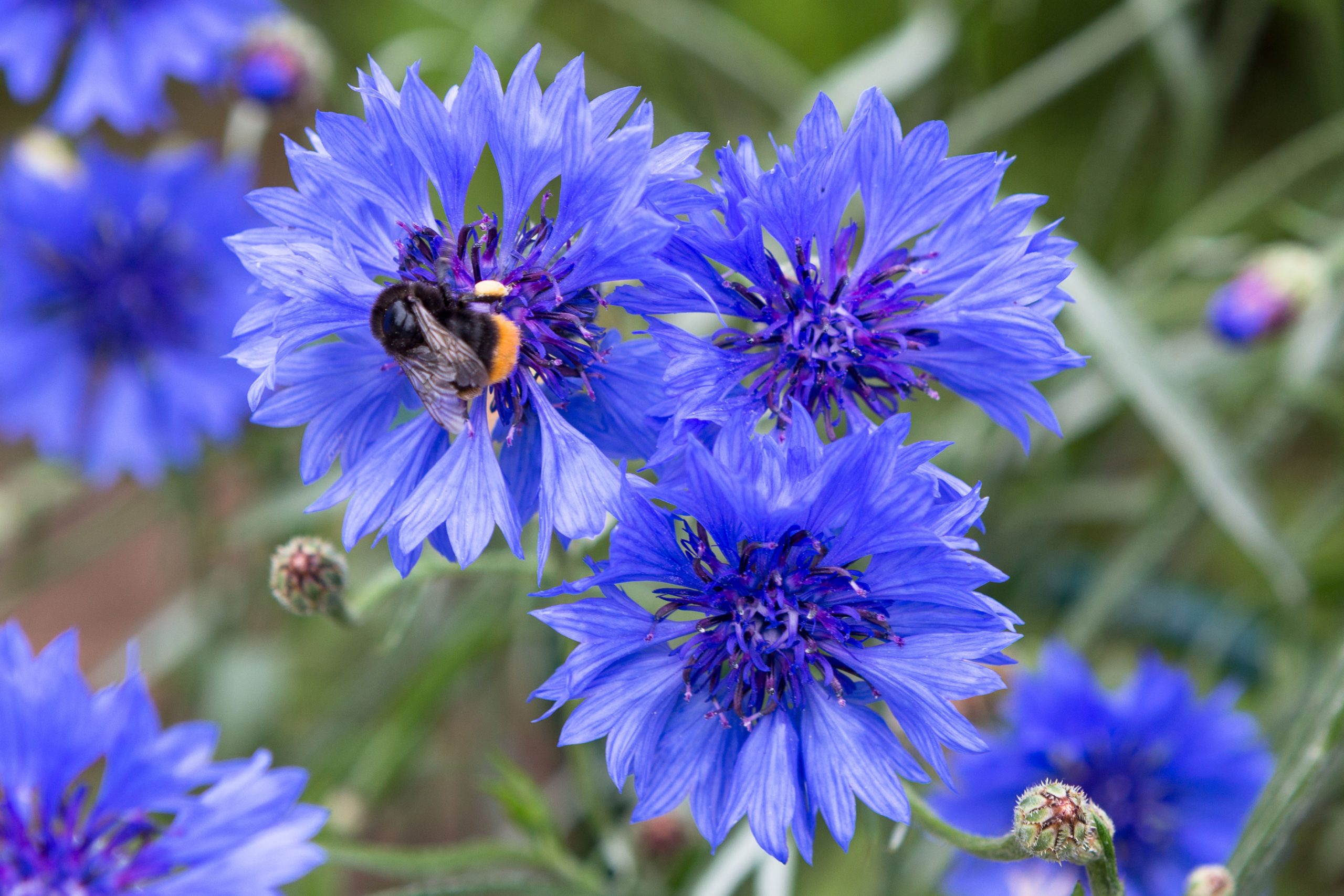 stauder frø kornblomst