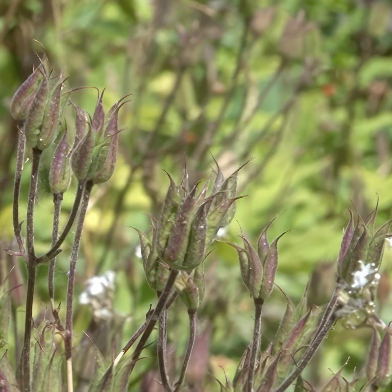 blomsterfrø til haven