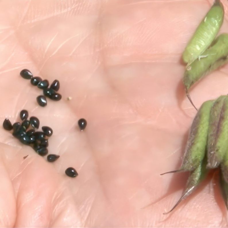 blomsterfrø til haven