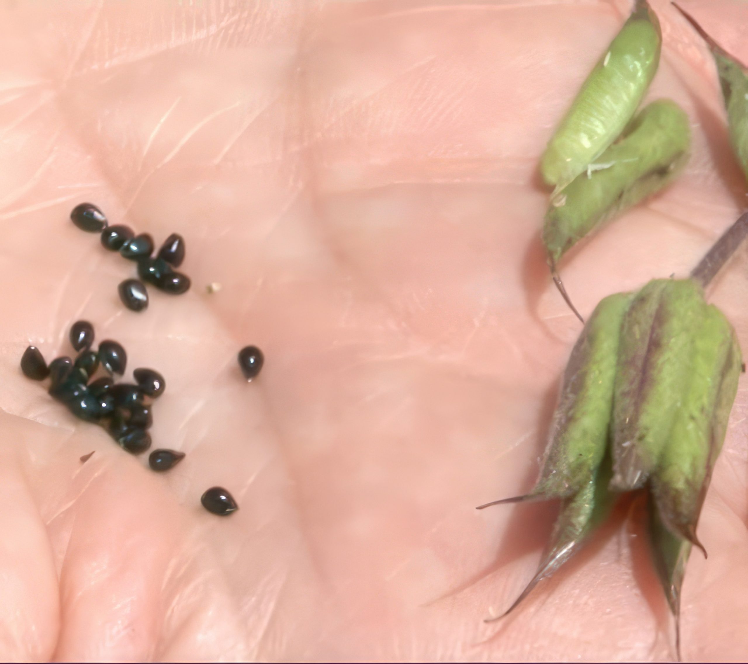 blomsterfrø til hagen