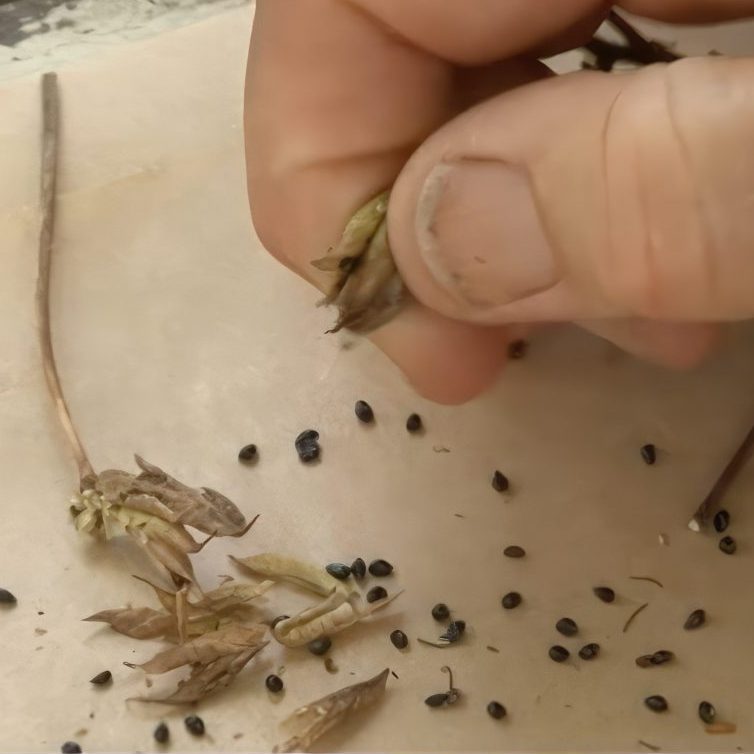 blomsterfrø til haven