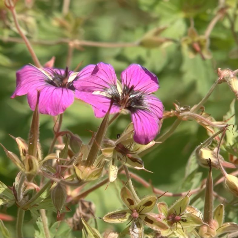 blomsterfrø til haven