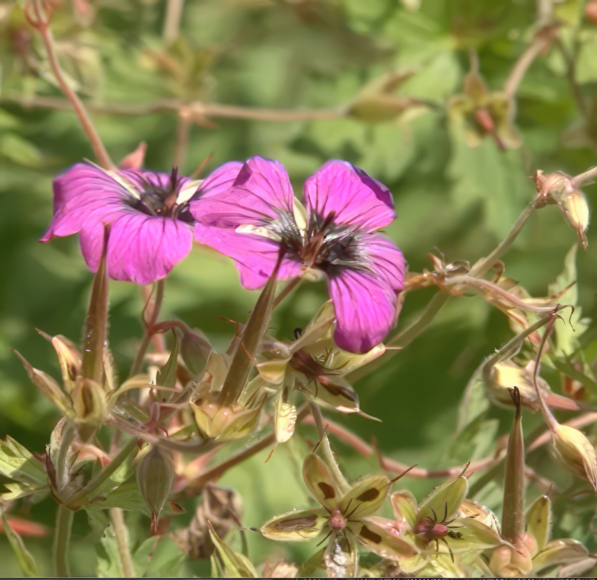 blomsterfrø til hagen