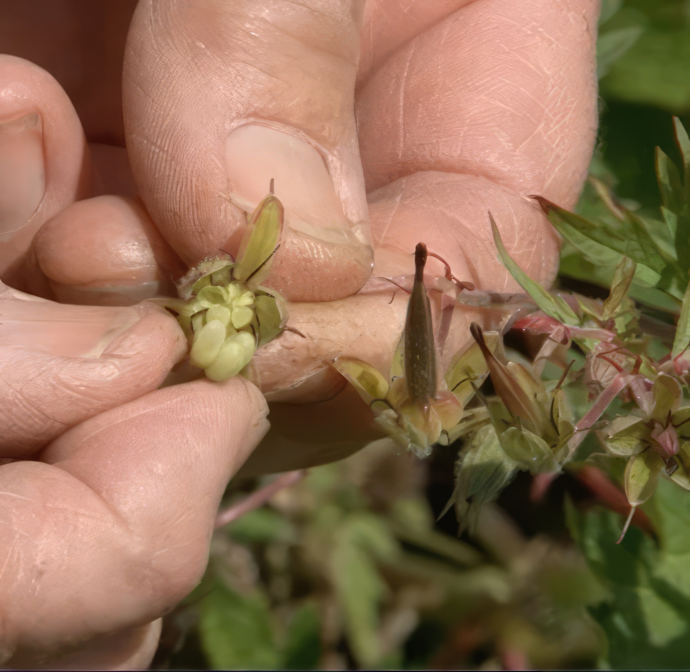 blomsterfrø til hagen