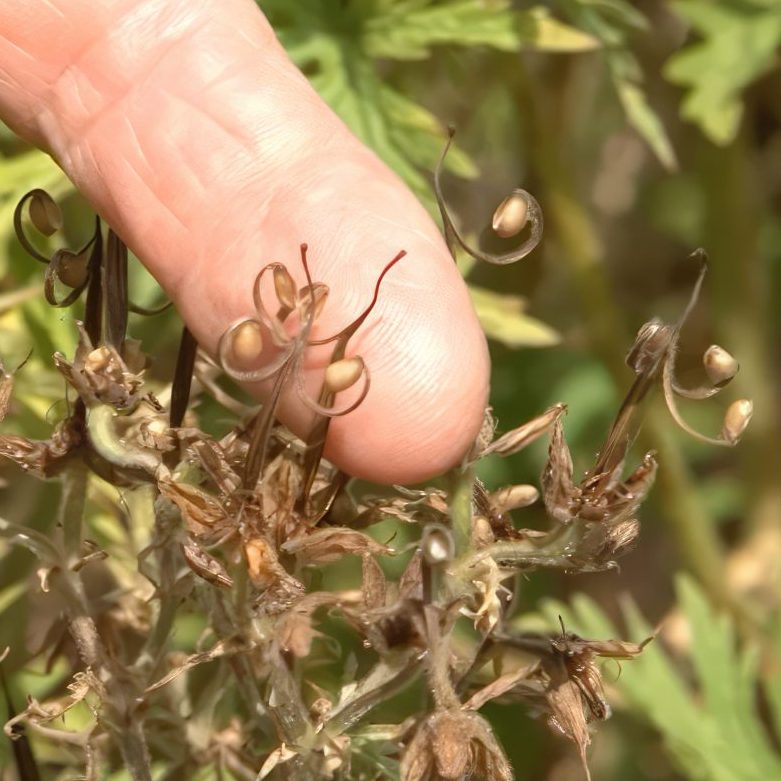blomsterfrø til haven