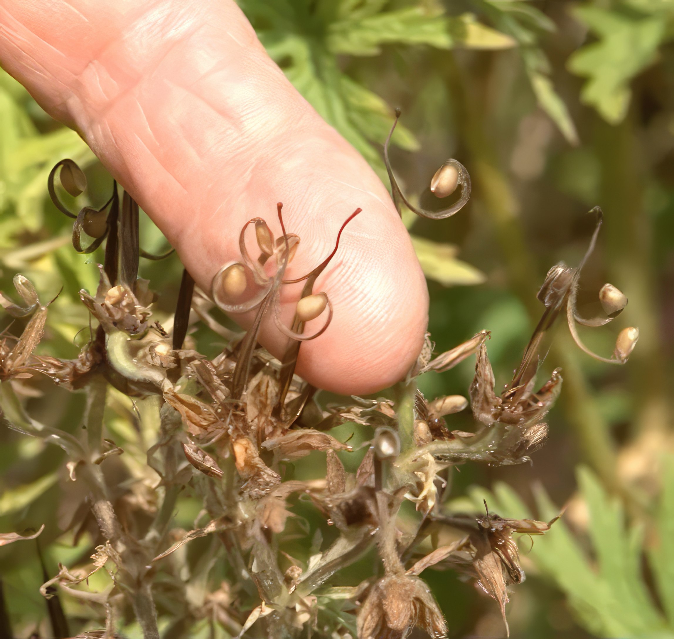 blomsterfrø til hagen