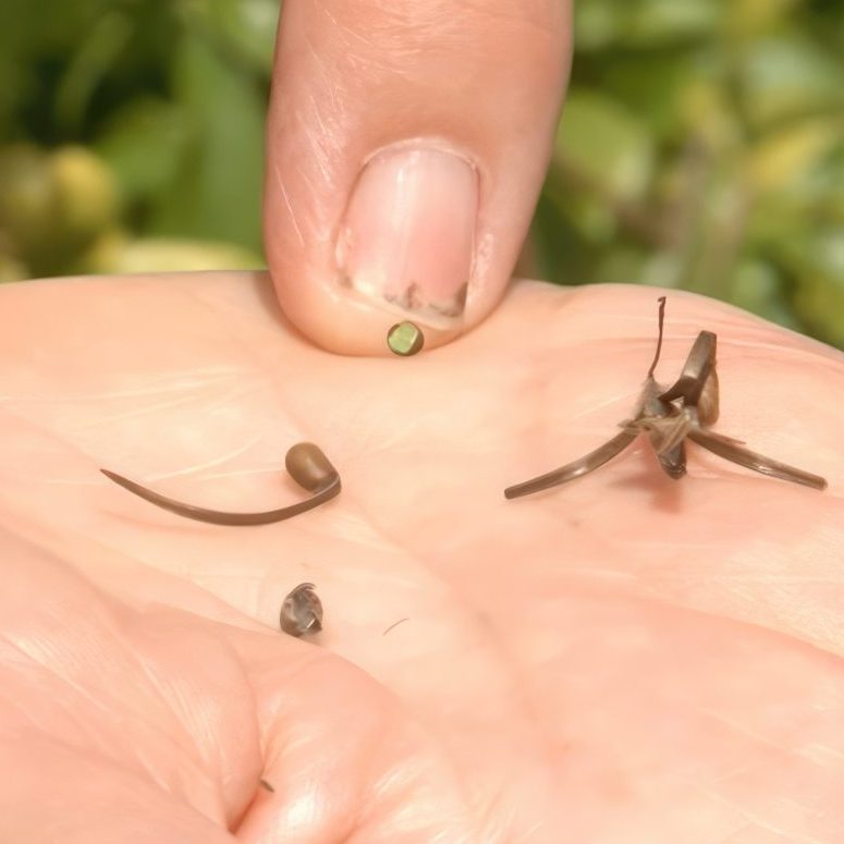 blomsterfrø til haven