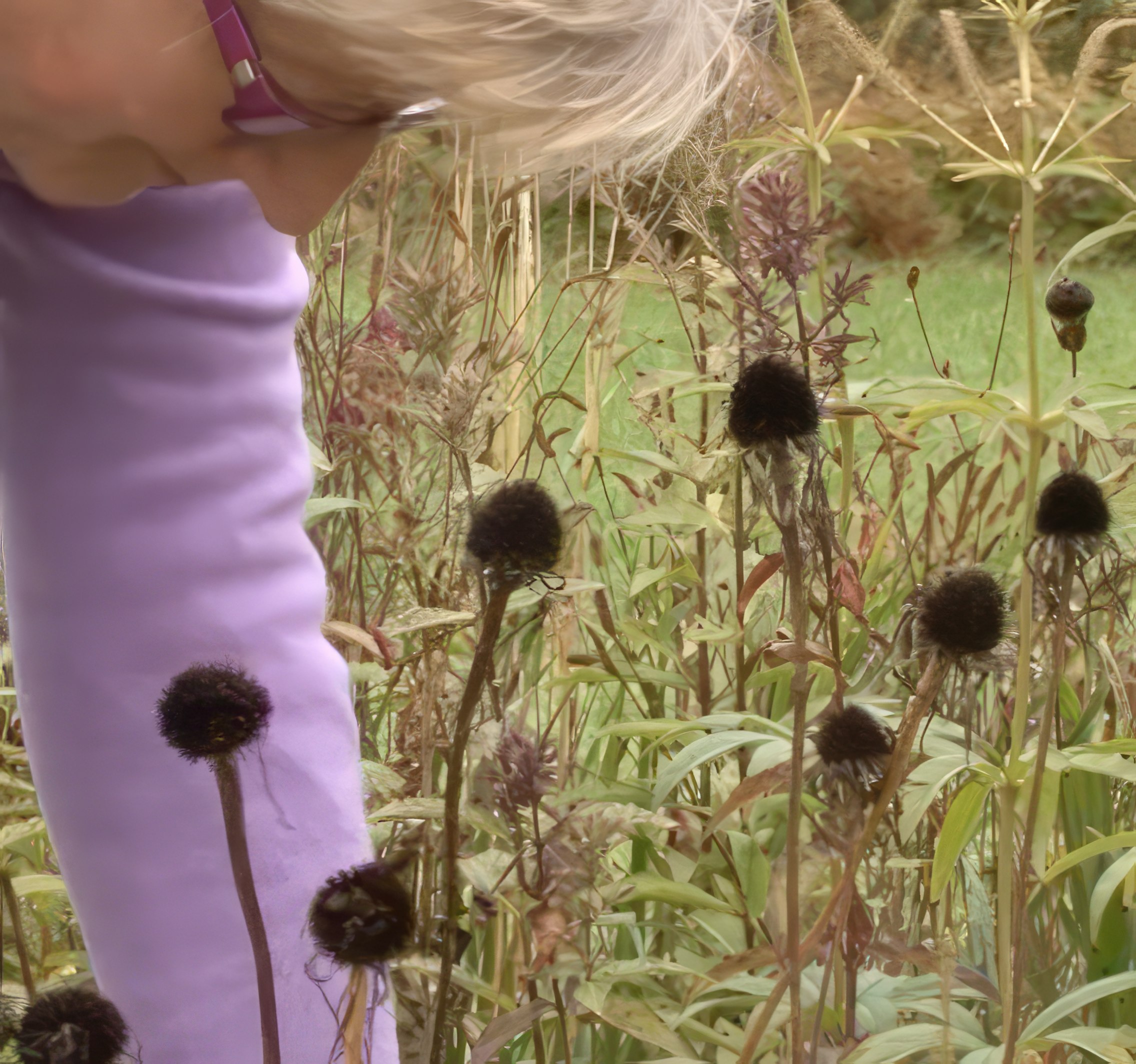 blomsterfrø til hagen