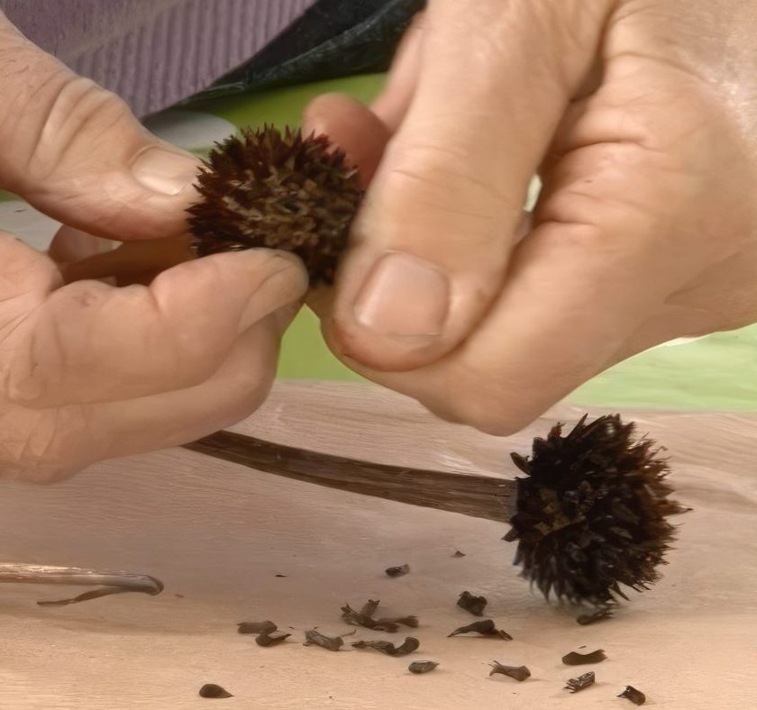 blomsterfrø til haven