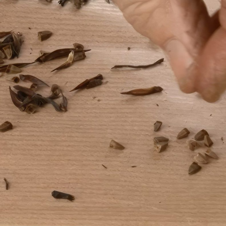 blomsterfrø til haven