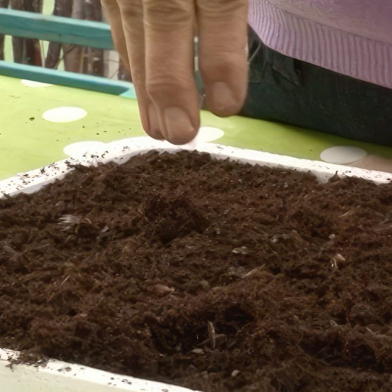 såning af blomsterfrø