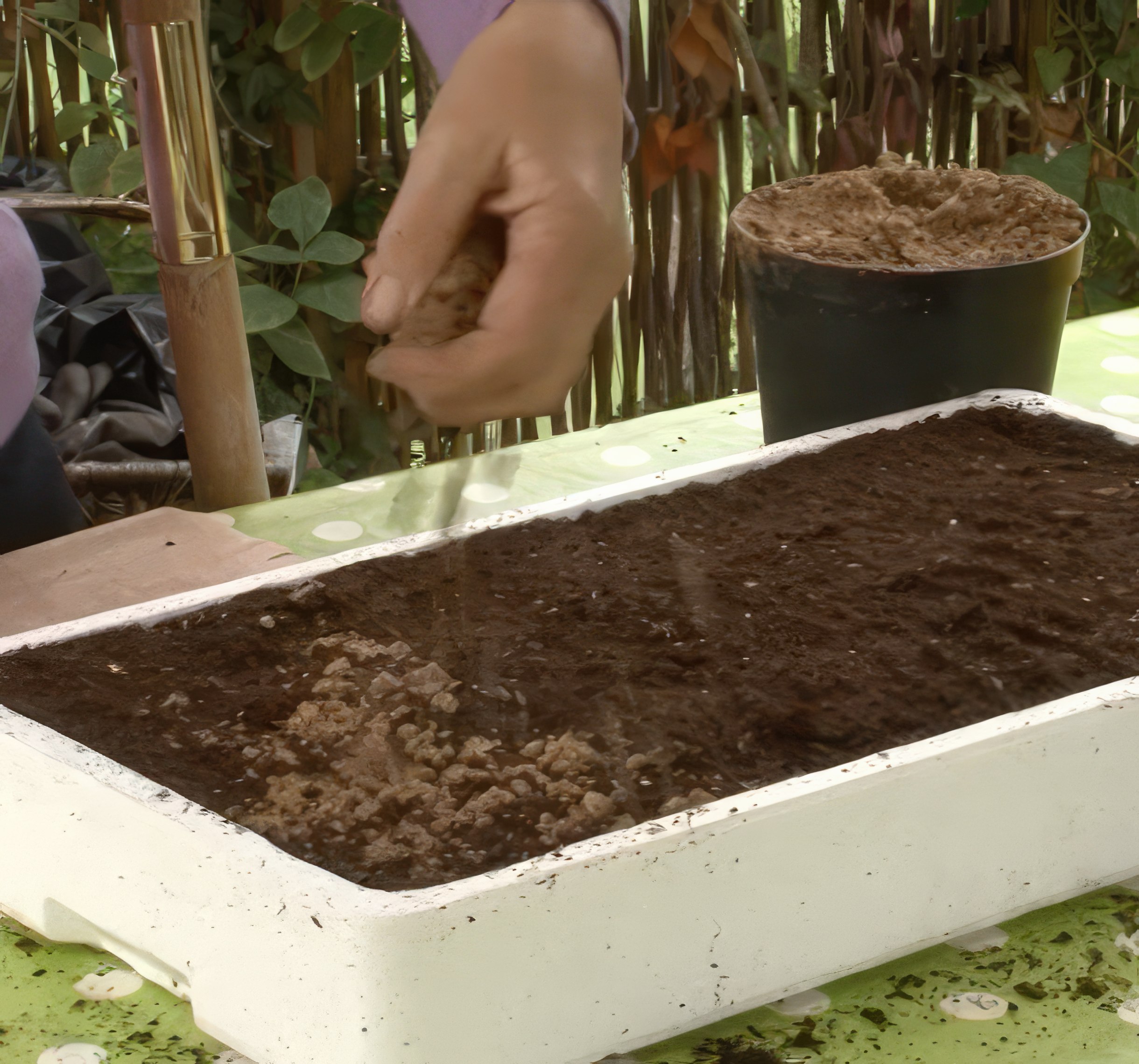 såing av blomsterfrø