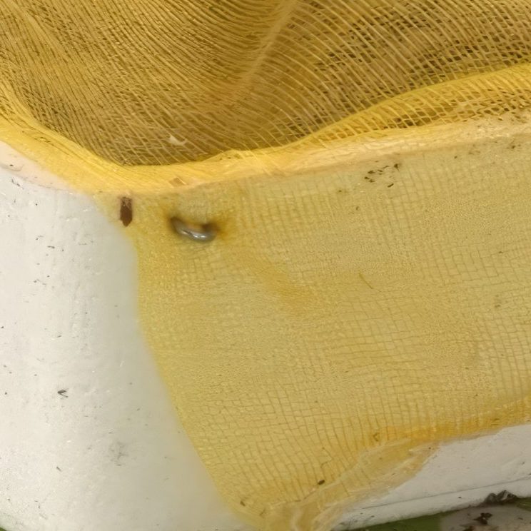 såning af blomsterfrø