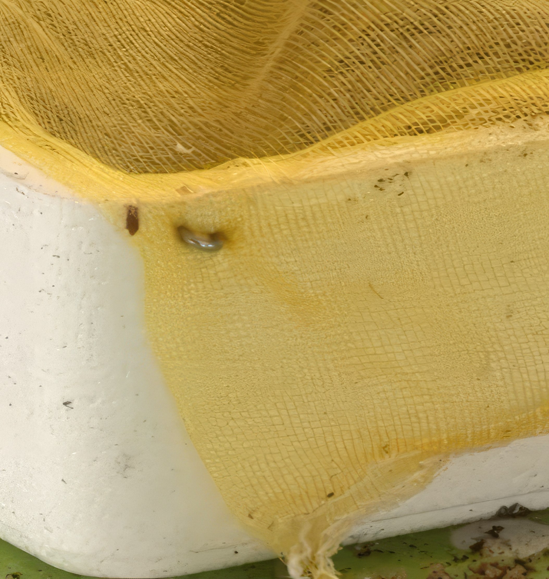 såing av blomsterfrø