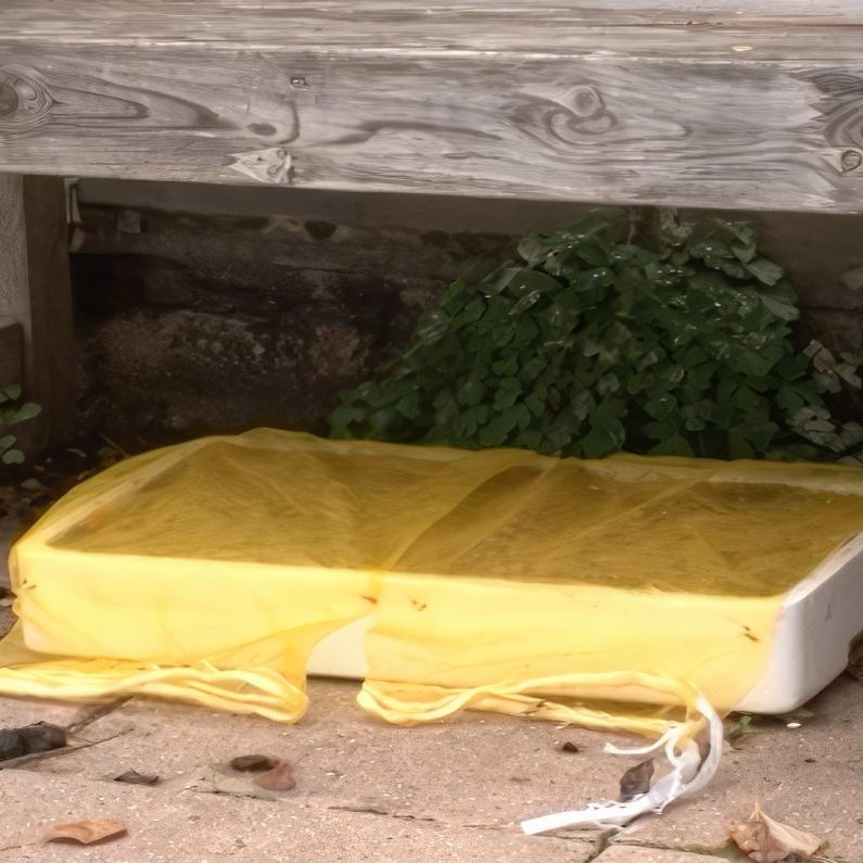 såning af blomsterfrø