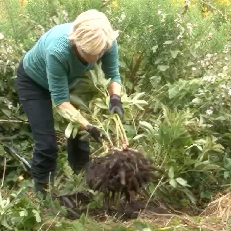 Deling af stauder der har dannet knopper