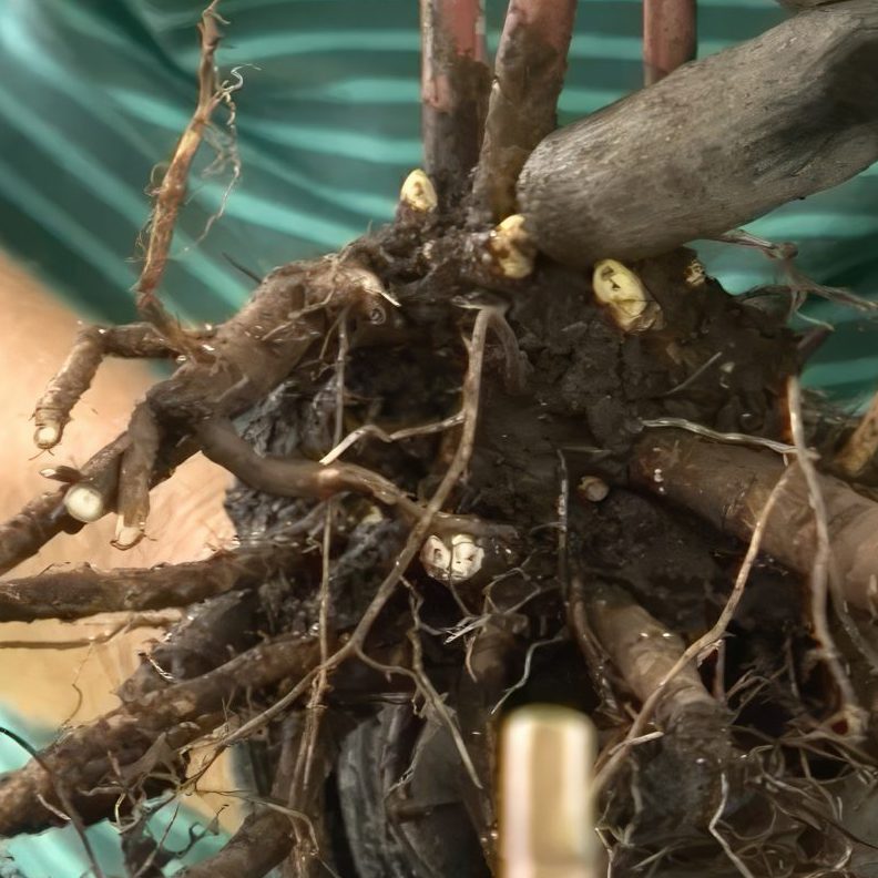 Deling af stauder der har dannet knopper