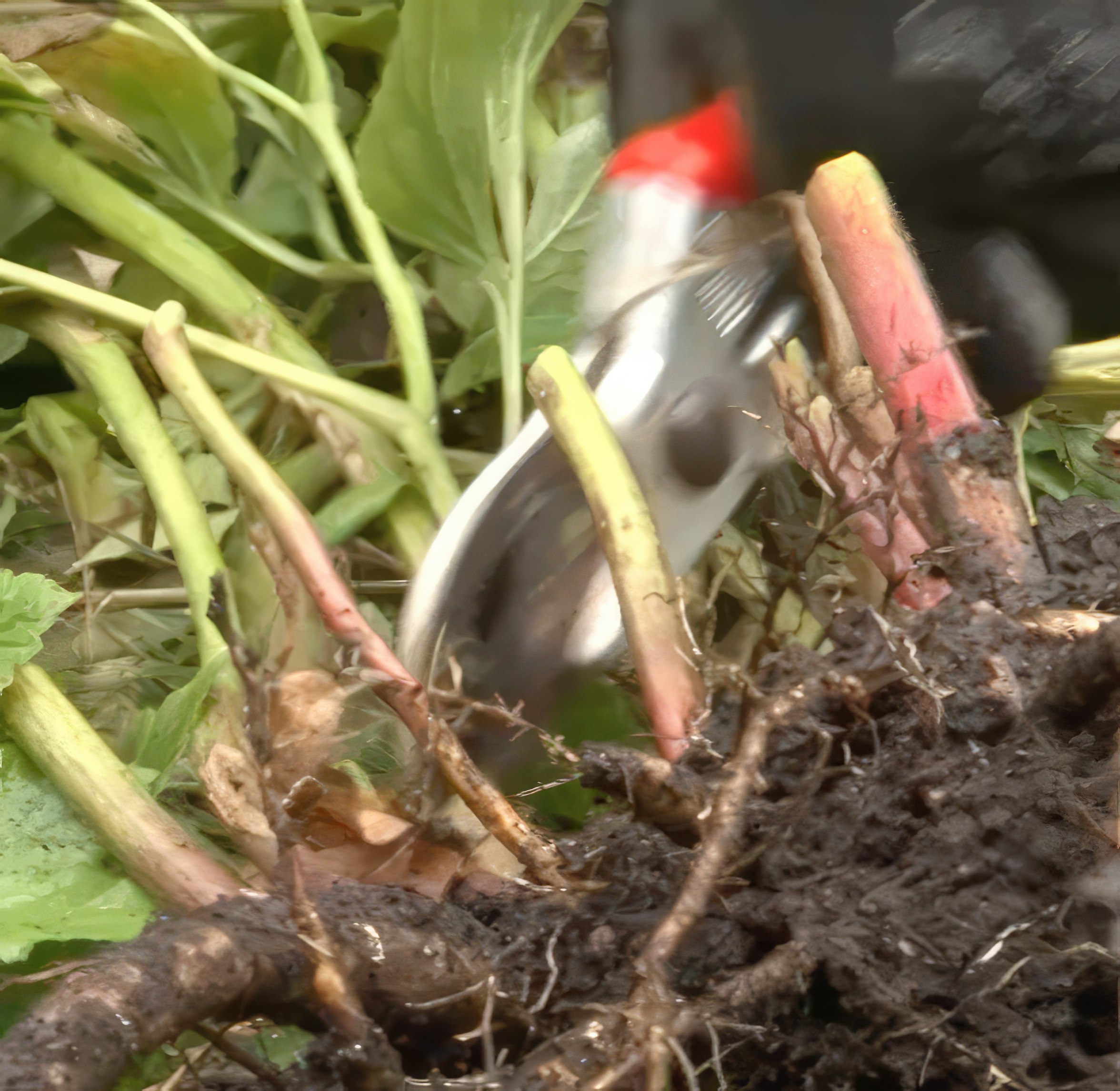 Delning av perenner som har bildat knoppar