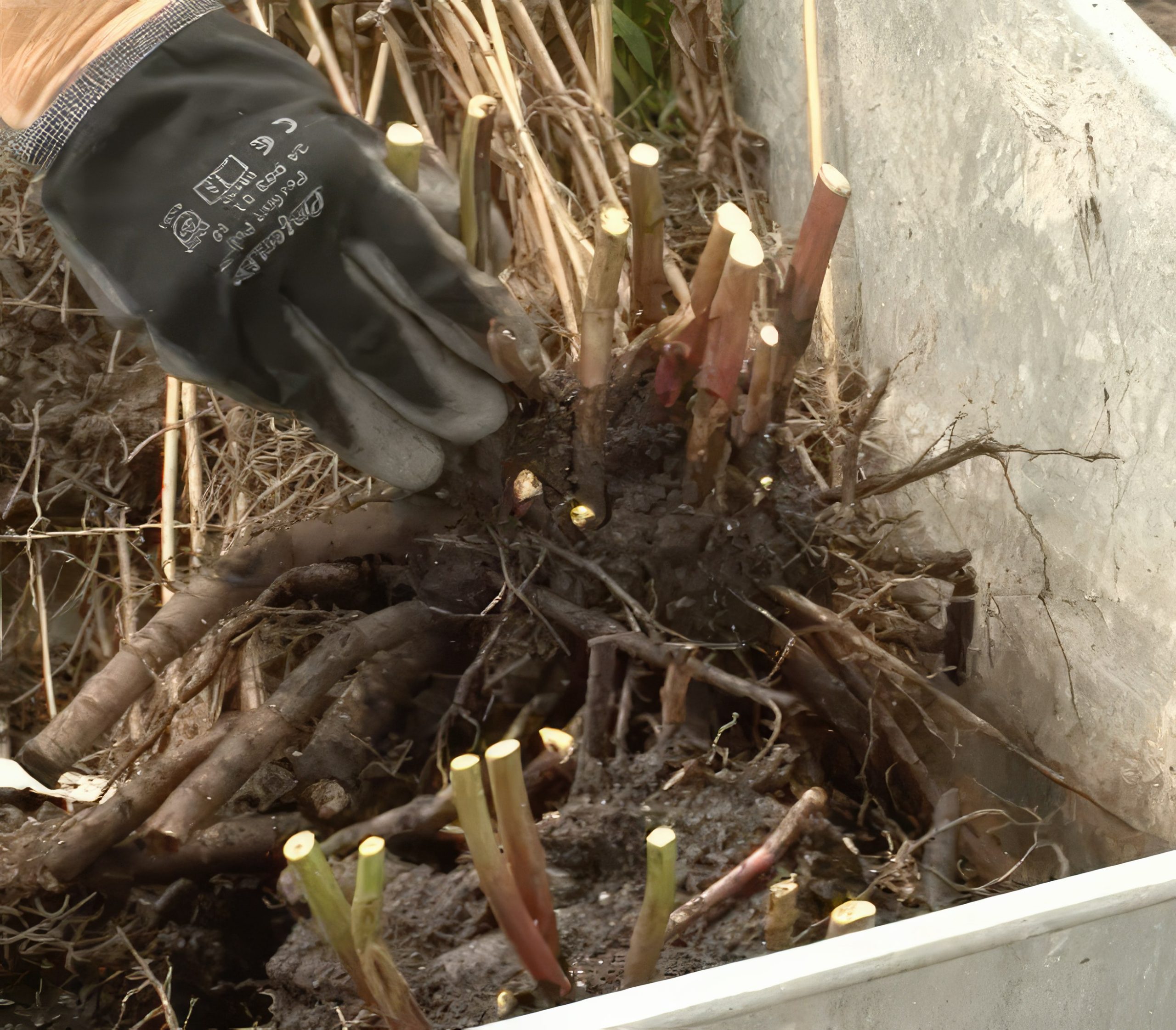 Delning av perenner som har bildat knoppar