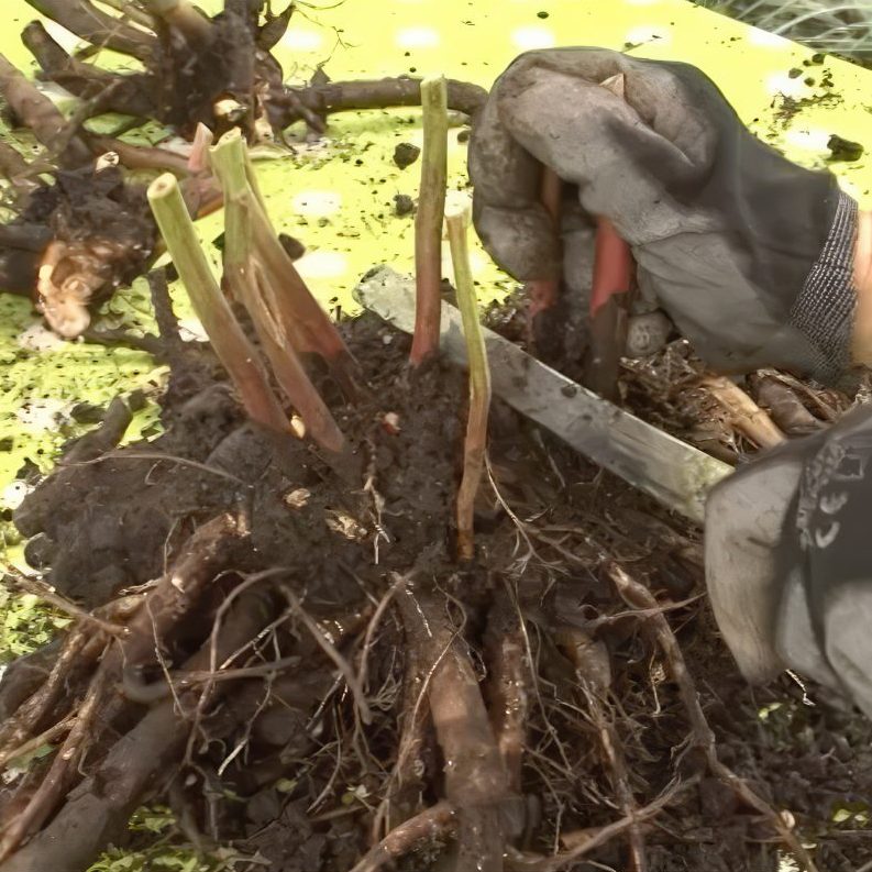 Deling af stauder der har dannet knopper