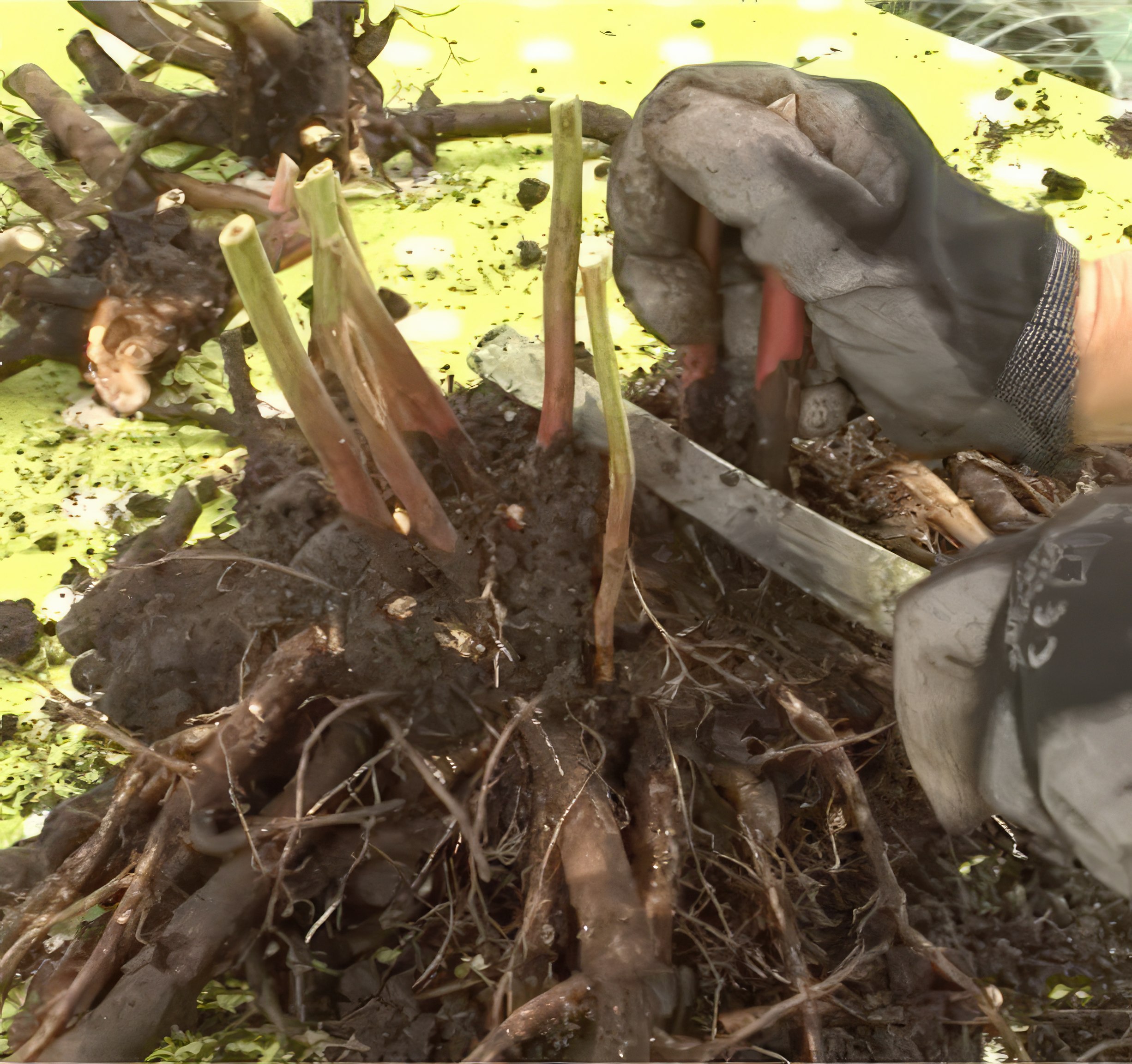 Delning av perenner som har bildat knoppar