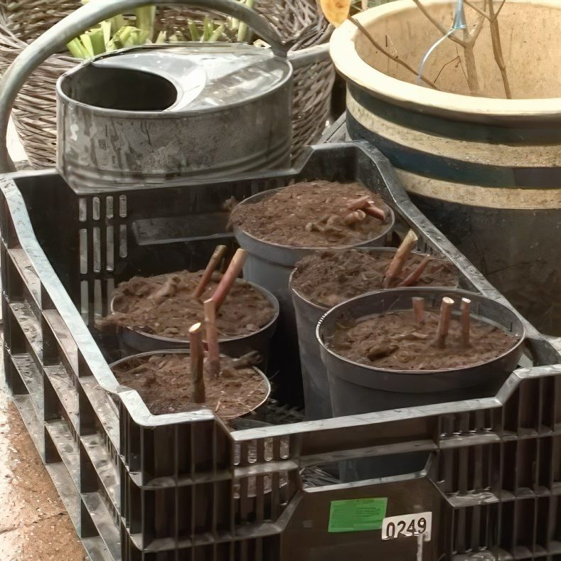 Deling af stauder der har dannet knopper