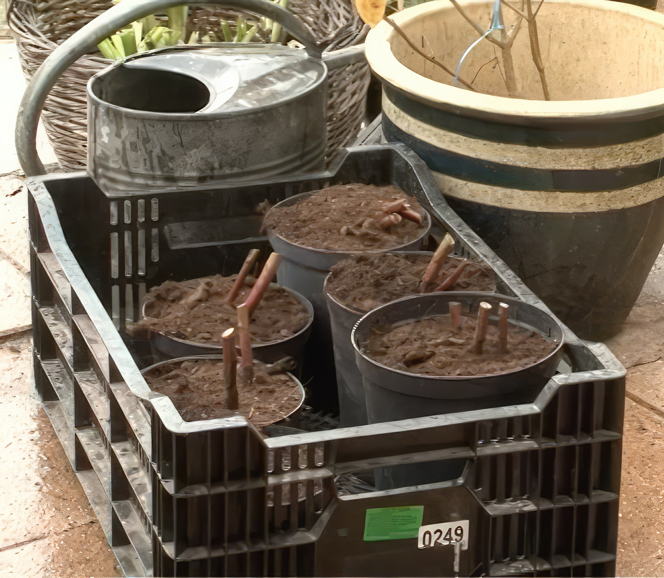 Delning av perenner som har bildat knoppar