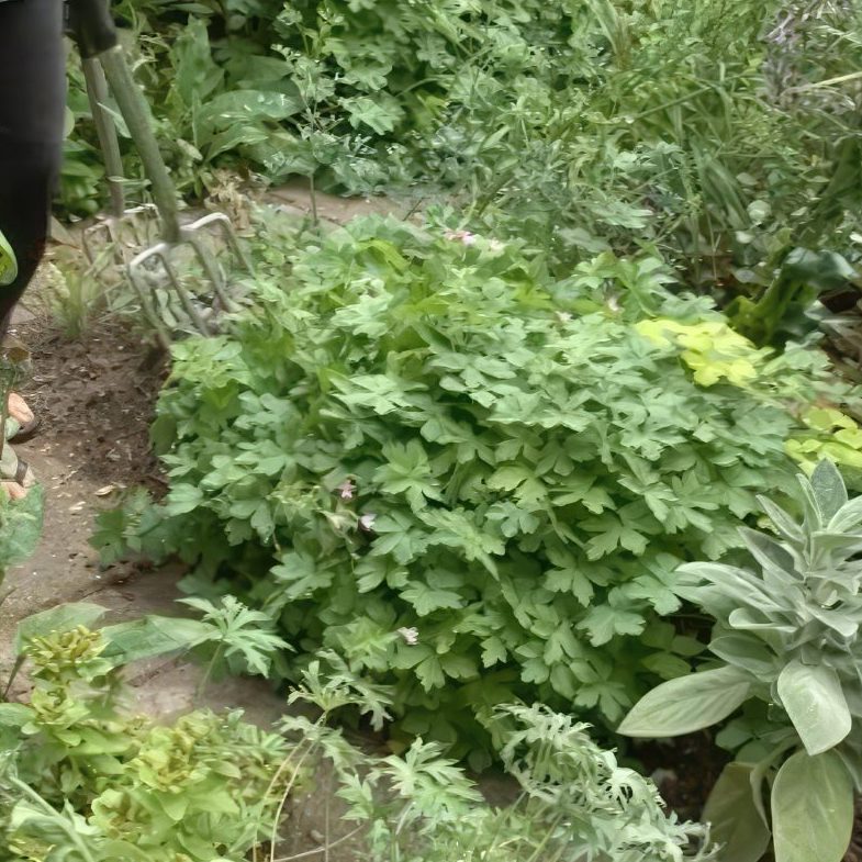 deling af stauder storkenæb