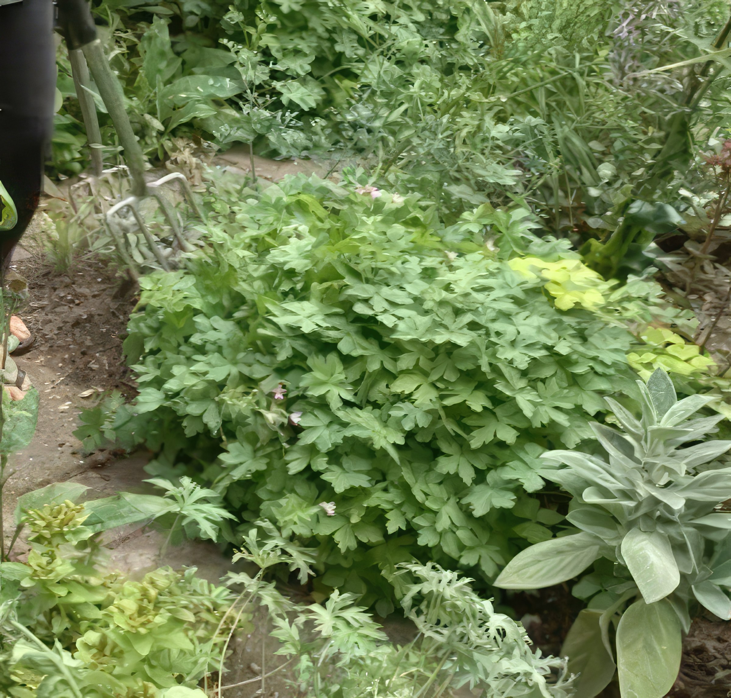 delning av perenner näva