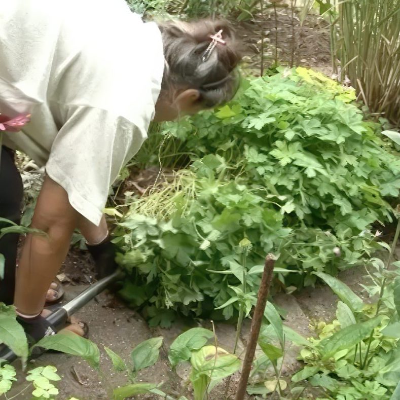 deling af stauder storkenæb