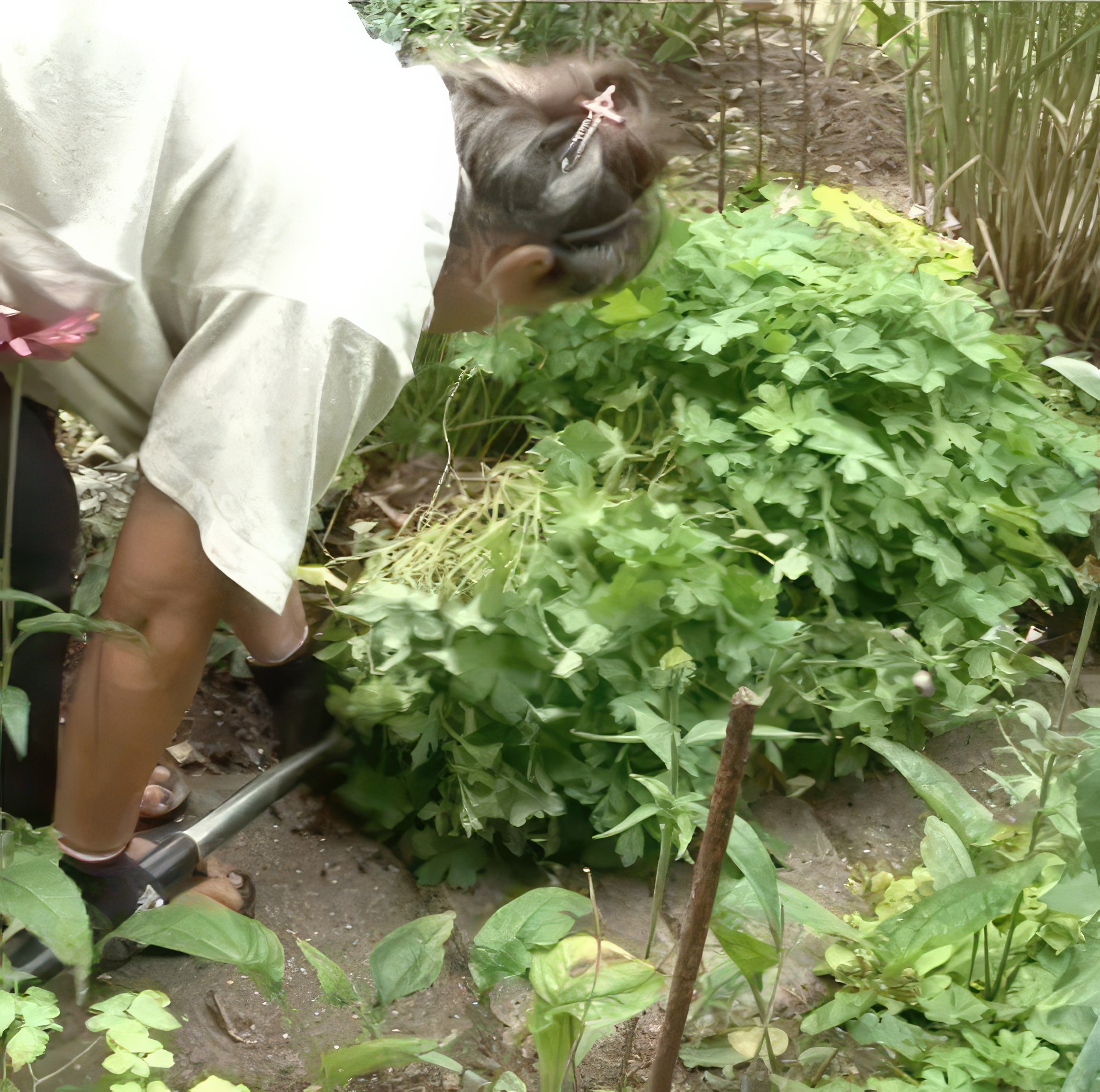 delning av perenner näva