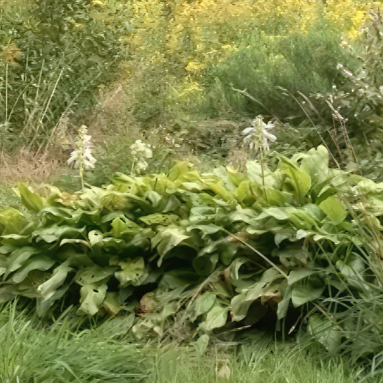 Deling af stauder med træagtige rødder