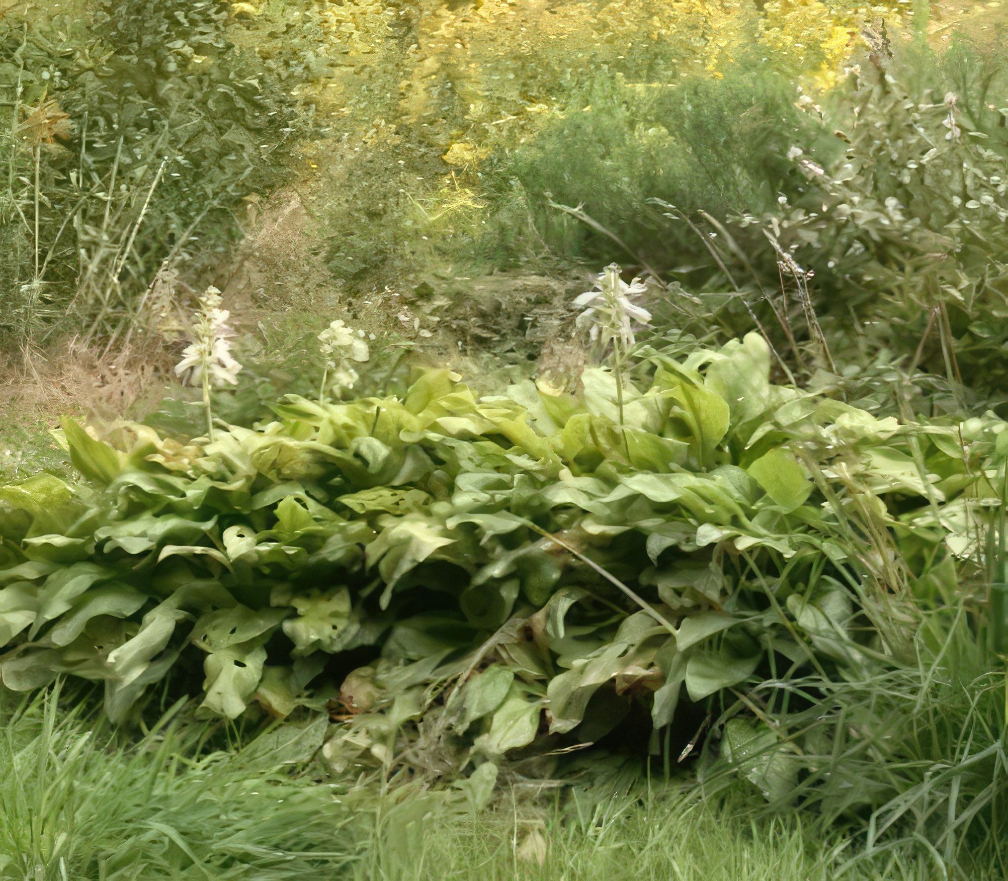 Dela perenner med vedartade rötter