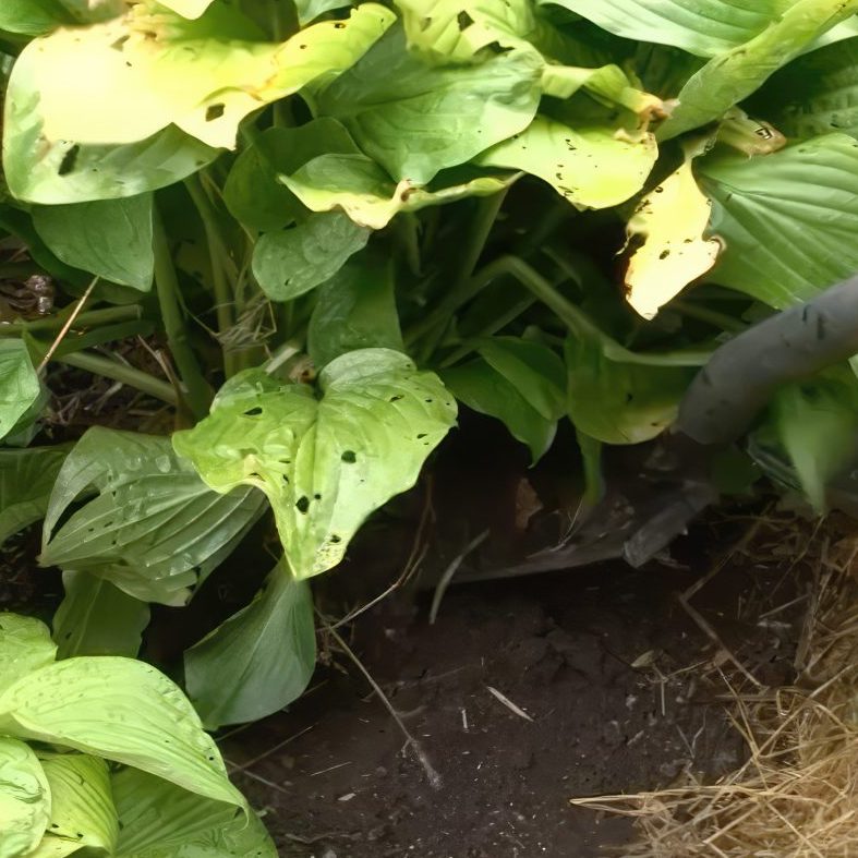 Deling af stauder med træagtige rødder