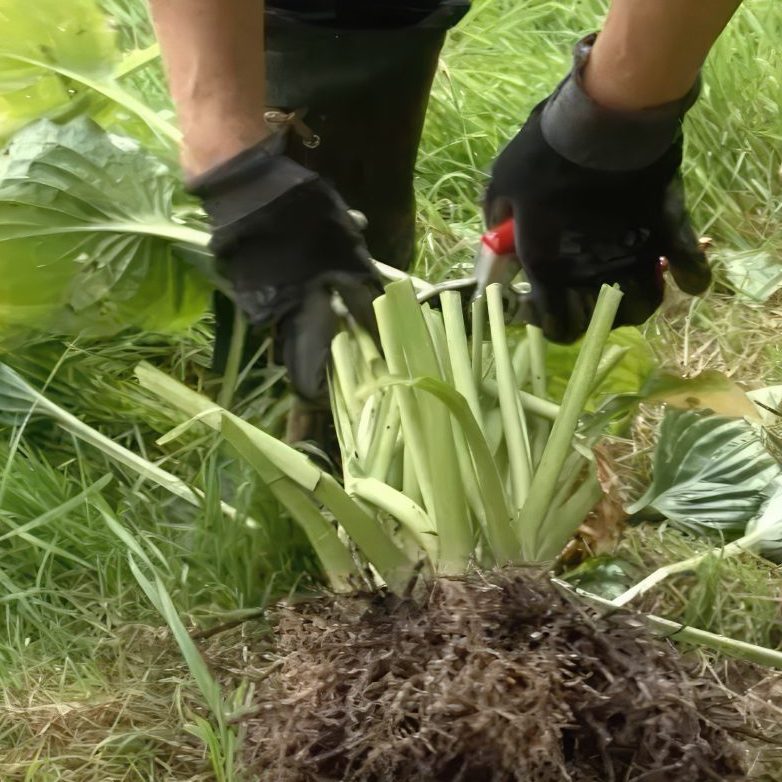 Deling af stauder med træagtige rødder