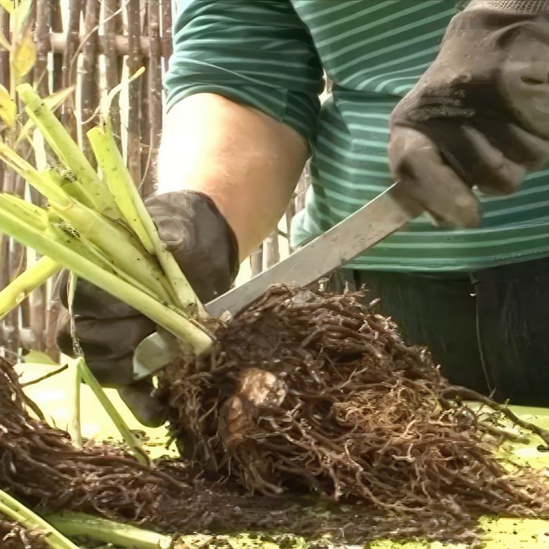 Deling af stauder med træagtige rødder