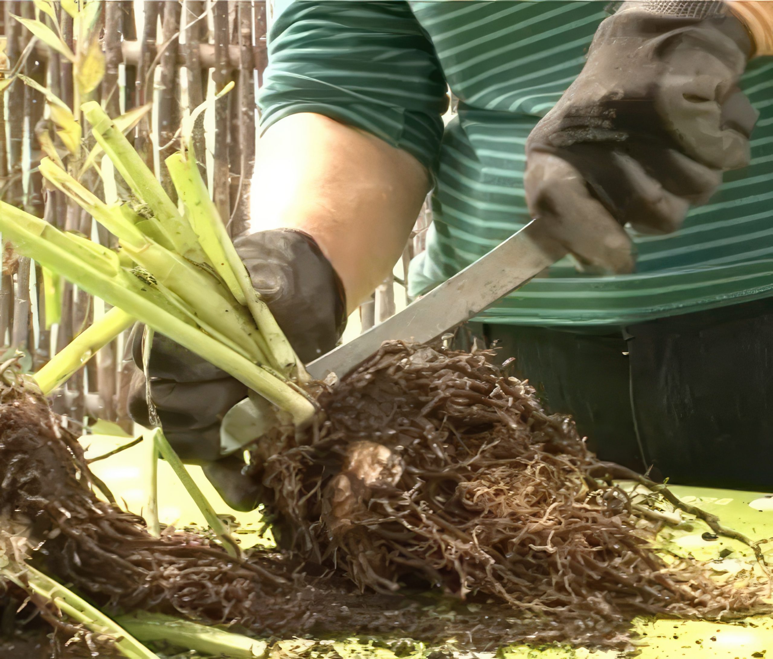 Dela perenner med vedartade rötter