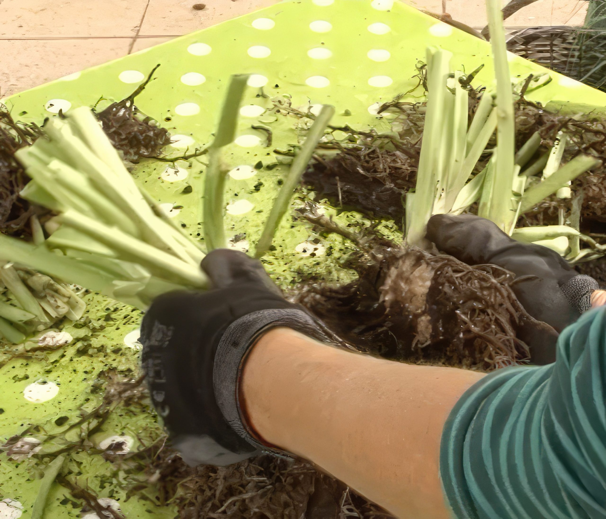 Dela perenner med vedartade rötter