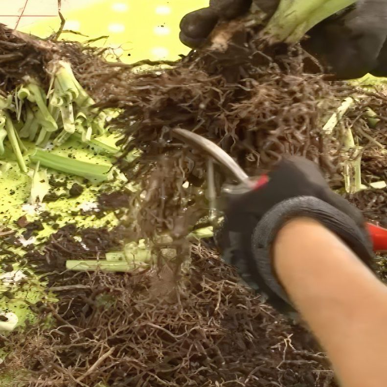 Deling af stauder med træagtige rødder