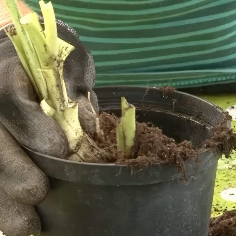 Deling af stauder med træagtige rødder