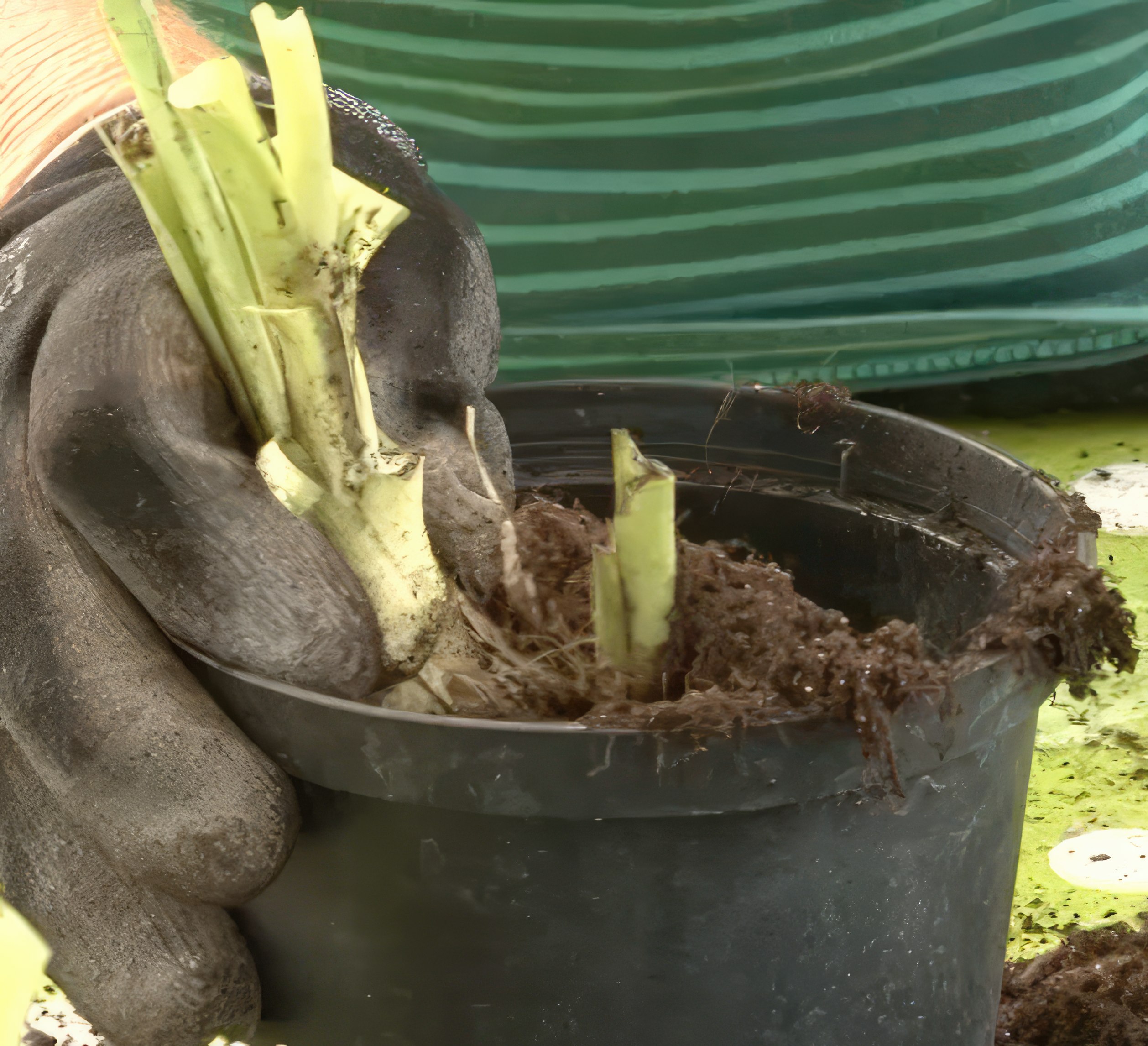 Dela perenner med vedartade rötter